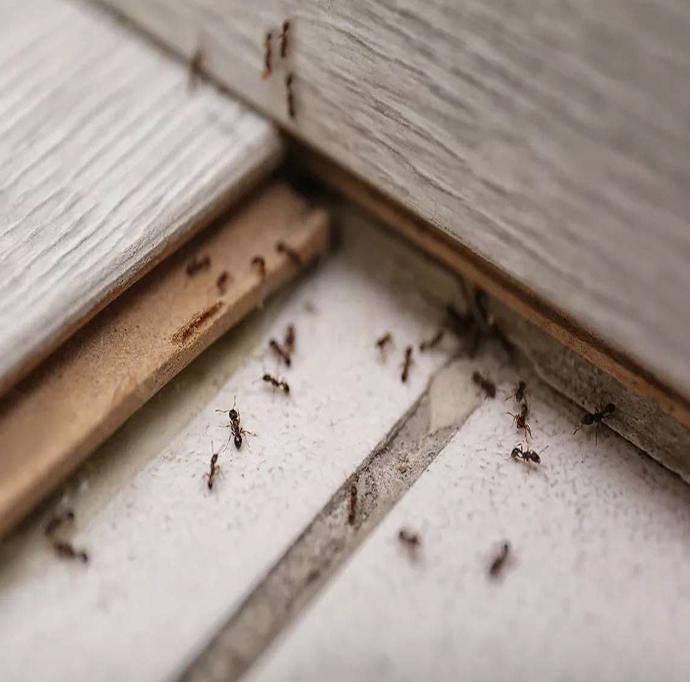 fourmis dans le salon