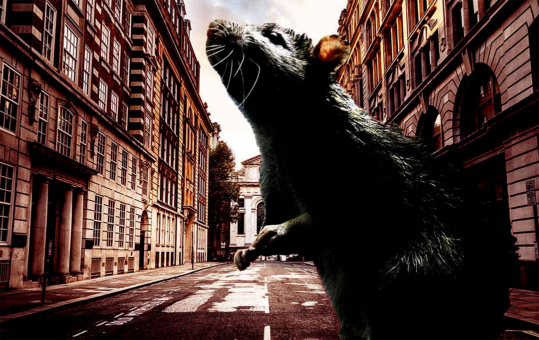 rat debout dans la rue