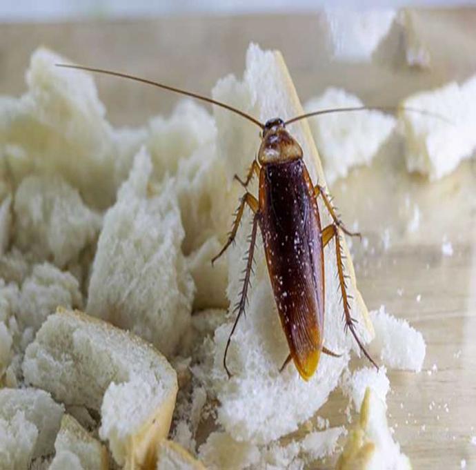 cafard dans une cuisine sur de la nourriture