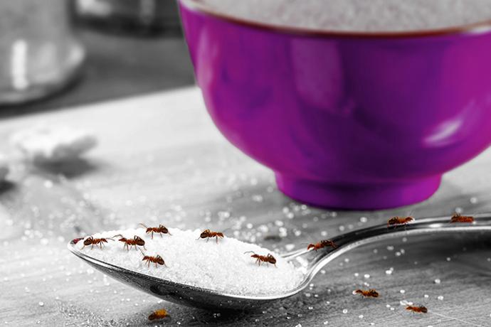 Des fourmis dans une cuisine