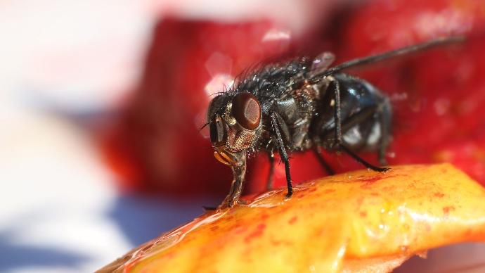 mouche sur de la nourriture dans une cuisine